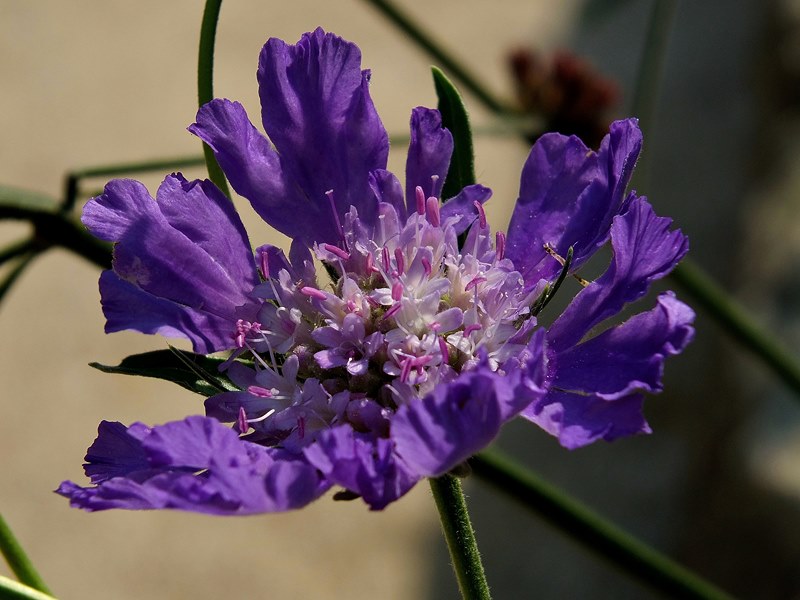 http://img96.xooimage.com/files/0/4/3/dscf2072-4332777.jpg