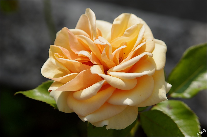 http://img96.xooimage.com/files/4/d/7/imgp6250_v-430782d.jpg