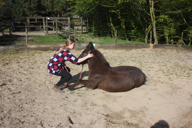 8 ans d'équitation..♥ - Page 6 Img_6770-3df4c66
